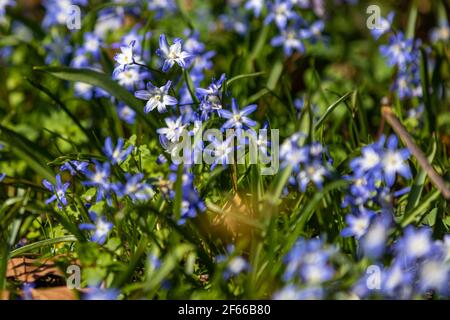 Scilla-Sektion Chionodoxa, bekannt als Glory-of-the-Snow, ist eine kleine Gruppe von bauchigen, mehrjährigen Blütenpflanzen und -Blüten, die normalerweise im März und AP blühen Stockfoto