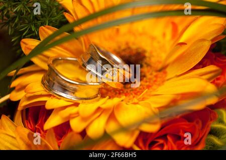Eheringe auf einer leuchtend orangefarbenen Gerbera-Blume. Hochwertige Fotos Stockfoto