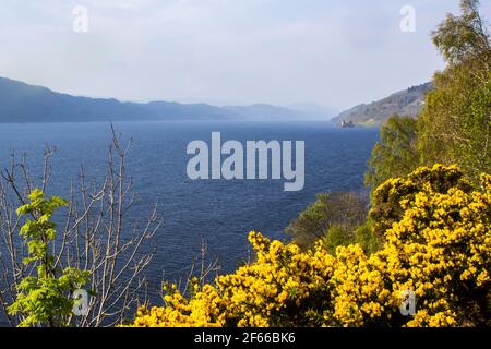 Blick über Loch Ness in den schottischen Highlands an einem klaren, sonnigen Frühlingsmorgen mit leuchtend gelb blühendem Gorse im Vordergrund Stockfoto