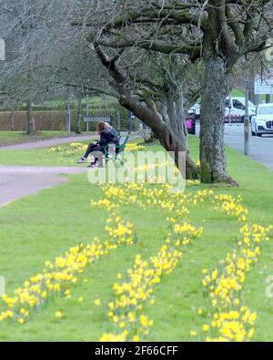 Glasgow, Schottland, Großbritannien. März 2021, 30th. UK Wetter: Frühlingswetter mit Apfelblüten. Quelle: gerard Ferry/Alamy Live News Stockfoto