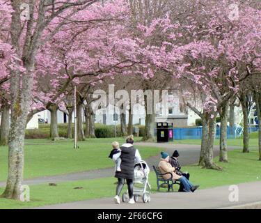 Glasgow, Schottland, Großbritannien. März 2021, 30th. UK Wetter: Frühlingswetter mit Apfelblüten, während die Menschen im knightswood Park spazieren. . Quelle: gerard Ferry/Alamy Live News Stockfoto