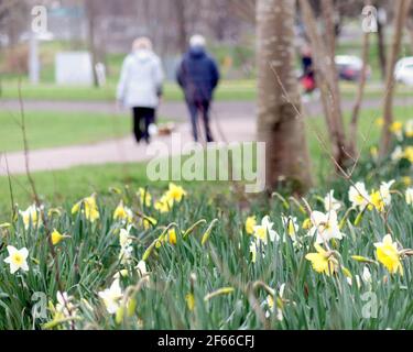 Glasgow, Schottland, Großbritannien. März 2021, 30th. UK Wetter: Frühlingswetter mit Apfelblüten. Quelle: gerard Ferry/Alamy Live News Stockfoto