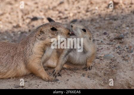 Apple Valley, Mn. Black Tailed-Rüde, Cynomys ludovicianus. Ein paar Präriehunde spielen. Stockfoto