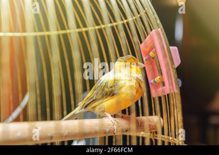 Niedliche gelbe kanarienvogel in einem goldenen Käfig vor Ein Spiegel Stockfoto