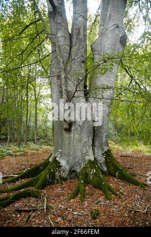 Ein alter Baum wächst in einem Park in Schottland Stockfoto