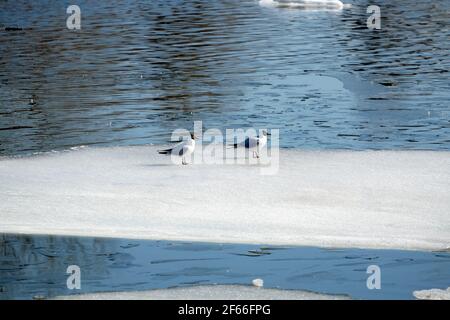 Zwei wilde Möwen, die auf einer Eisscholle sitzen und darin schwimmen Kaltes blaues offenes Wasser an einem sonnigen Frühlingstag Stockfoto