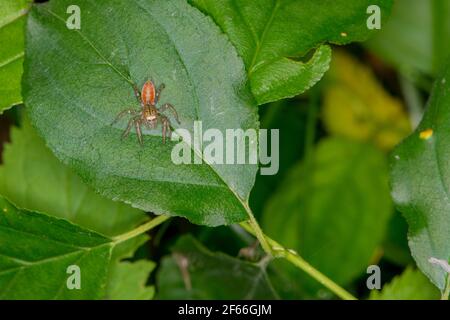 Vadnais Heights, Minnesota. John H. Allison Forest. Weibliche dimorphe Jumper, Maevia inclemens ruht auf einem Blatt im Wald. Stockfoto