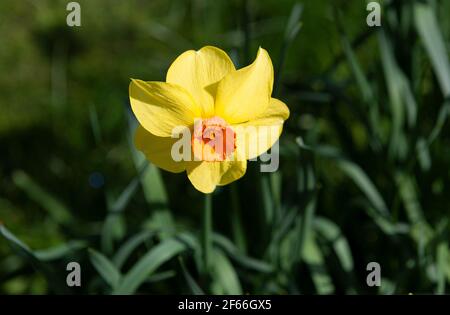 Single Narcissi blüht im englischen Frühlingsgarten (2021) Berkshire, England, UK Stockfoto