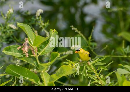 Vadnais Heights, Minnesota. Vadnais Lake Regional Park. Männlicher amerikanischer Goldfink, Carduelis tristis, der auf einem Pflanzenstamm thront. Stockfoto