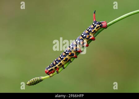 Raupe der Sperber Falke Motte in der Dämmerung, Nahaufnahme. Unscharfer hellgrüner Hintergrund. Gattung Hyles euphorbiae. Stockfoto