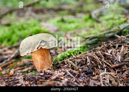 Xerocomus subtomentosus - essbarer Pilz. Pilz in der natürlichen Umgebung. Englisch: Wildleder Bolete, braun und gelb bolet, langweilig braun Bolete oder Ye Stockfoto