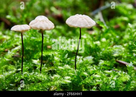 Marasmius rotula. Pilz in der natürlichen Umgebung. Englisch: pinwheel mushroom, the pinwheel marasmius, the Little wheel, the colared parachute, the Stockfoto