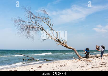 Am Weststrand des Darß bei Prerow reicht der Naturwald bis an den Strand. Herbst- und Frühjahrestürme nagen ever an der Baumkante Stockfoto