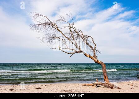 Am Weststrand des Darß bei Prerow reicht der Naturwald bis an den Strand. Herbst- und Frühjahrestürme nagen ever an der Baumkante Stockfoto