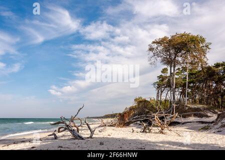 Am Weststrand des Darß bei Prerow reicht der Naturwald bis an den Strand. Herbst- und Frühjahrestürme nagen ever an der Baumkante Stockfoto