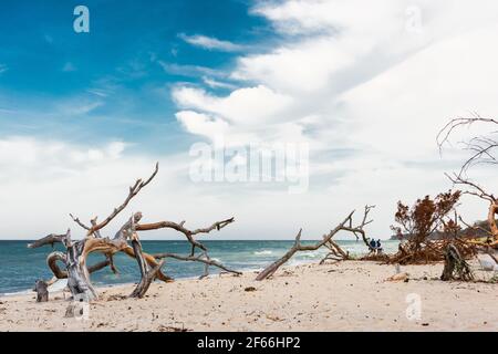 Am Weststrand des Darß bei Prerow reicht der Naturwald bis an den Strand. Herbst- und Frühjahrestürme nagen ever an der Baumkante Stockfoto