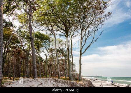 Am Weststrand des Darß bei Prerow reicht der Naturwald bis an den Strand. Herbst- und Frühjahrestürme nagen ever an der Baumkante Stockfoto