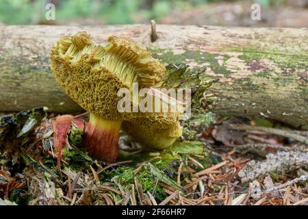Xerocomellus chrysenteron, bekannt als Boletus chrysenteron oder Xerocomus chrysenteron - essbarer Pilz. Pilz in der natürlichen Umgebung. Englisch: Rot Stockfoto