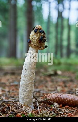 Phallus impudicus - ungenießbarer Pilz. Pilz in der natürlichen Umgebung mit Insekten auf der Oberseite. Englisch: Gemein stinkhorn Stockfoto