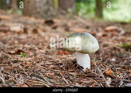 Täubling - essbarer Pilz. Pilz in der natürlichen Umgebung. Englisch: Grass-Green Russula, klebrig grün Russula, grün Russula Stockfoto