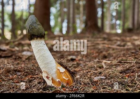 Phallus impudicus - ungenießbarer Pilz. Pilz in der natürlichen Umgebung mit Insekten auf der Oberseite. Englisch: Gemein stinkhorn Stockfoto