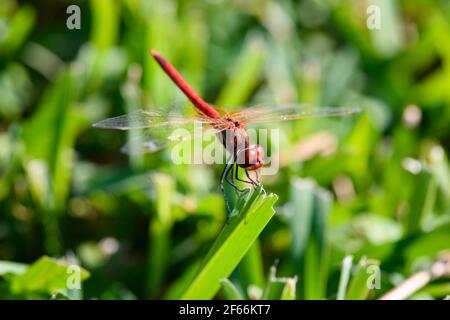 Ein schöner roter Drache fliegt auf dem Blatt Stockfoto