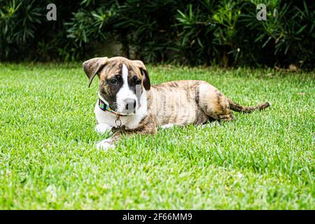 Pitbull Welpe Hund liegt auf Gras. Florianopolis, Santa Catarina, Brasilien. Stockfoto