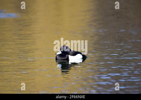 Wien, Österreich. Wasserpark Floridsdorf. Getuftete Ente (Aythya fuligula) im Wasser Stockfoto