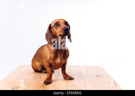 Reinrassige Hundedackel mit glänzendem Haar. Ein Begleithund und ein Freund. Stockfoto