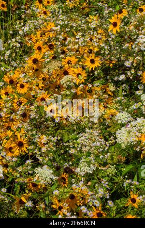 Ein natürlicher Garten mit Wiesenwildblumen wie Black-Eyed Susan, Daisy Fleabane und Queen Ann's Lace, die wild in Pennsylvania's Pocono Mountain wachsen Stockfoto