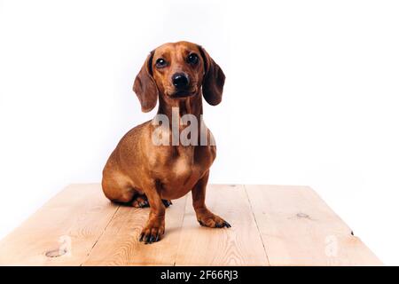 Reinrassige Hundedackel mit glänzendem Haar. Ein Begleithund und ein Freund. Stockfoto Reinrassige Hundedackel mit glänzendem Haar. Ein Begleithund und ein Freund. Stockfoto
