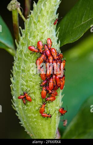 Red Milkweed Beetle massin im Spätsommer auf einer Samenschote von Common Milkweed in Pennsylvania Pocono Mountains. Stockfoto