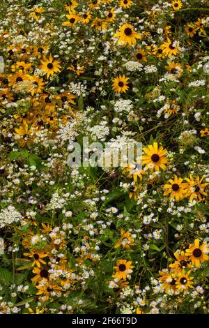 Ein natürlicher Garten mit Wiesenwildblumen wie Black-Eyed Susan, Daisy Fleabane und Queen Ann's Lace, die wild in Pennsylvania's Pocono Mountain wachsen Stockfoto