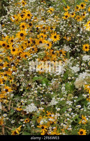 Ein natürlicher Garten mit Wiesenwildblumen wie Black-Eyed Susan, Daisy Fleabane und Queen Ann's Lace, die wild in Pennsylvania's Pocono Mountain wachsen Stockfoto