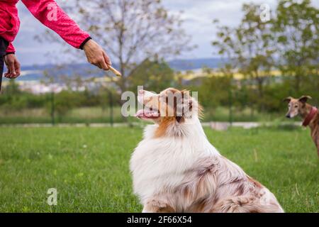 Frau und ihr Hund tun Tier Gehorsam Ausbildung. Cute Australian Shepherd im Freien. Tiertrainer gibt Snack Belohnung für Hund nach dem Training. Stockfoto