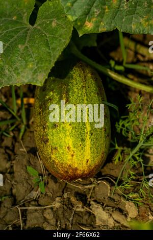 Ein Gemüse, das viel Wasser trägt. Gurken wachsen nicht auf einer holzigen Pflanze. Gurken Samen und Pflanzen in Ihrem heimischen Gemüsegarten Stockfoto