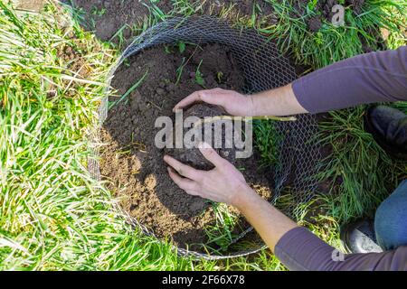 Der Gärtner hält in seinen Händen einen Sämling eines Baumes mit Wurzeln, die mit Erde bedeckt sind, pflanzt ihn in ein vorbereitetes Loch. Stockfoto