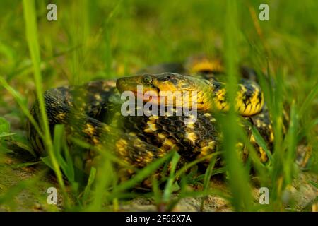 Unter den Schlangen ist Amphiesma stolatum in Ostasien und Südasien verbreitet, während Xenochrophis piscator von Ostasien bis Afghanistan vorkommt Stockfoto
