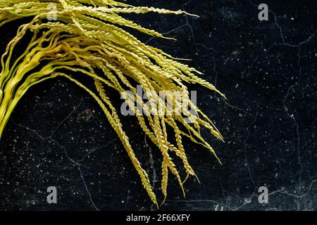 Betelnuss ist ein Samen der Areca catechu, eine Art Palme. Die Areca-Nuss ist der Samen der Areca-Palme, die in einem Großteil der tropischen Pacifi wächst Stockfoto