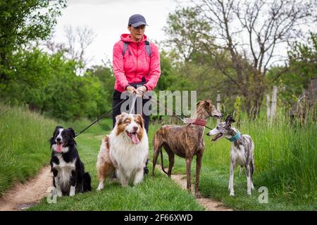 Professioneller Hundespaziergänger mit vier Hunden im Freien. Frau spazieren mit Border Collie, australischem Schäferhund, Whippet und spanischem galgo-Windhund in der Natur Stockfoto