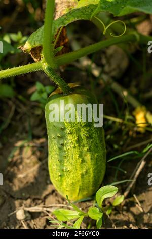 Fresh Cucumber ist ein Sommergemüse, dessen grüne Farbe sich bei der Reifung in Gelb verwandelt. Gurke oder Shosha ist eine schleichende Weinpflanze im C Stockfoto