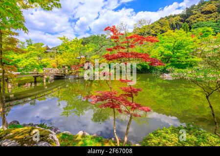 Ahornbaum in Eikando Stockfoto