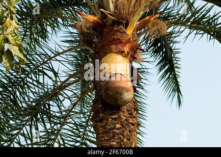 Am Straßenrand des Dorfes sammelt sich der Saft morgens aus Erdtöpfen von Dattelpalmen Stockfoto