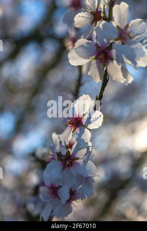 Blühende Mandelblüten im frühen Frühjahr in Manteca, Kalifornien, USA. Stockfoto