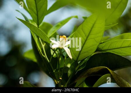 Zitrone oder Citrus limon ist ein Evergreen Sträucher, Obstbäume der Familie Rutaceae Gattung Citrus, die die Blume von White 5 Blütenblätter auf Racemous infl macht Stockfoto