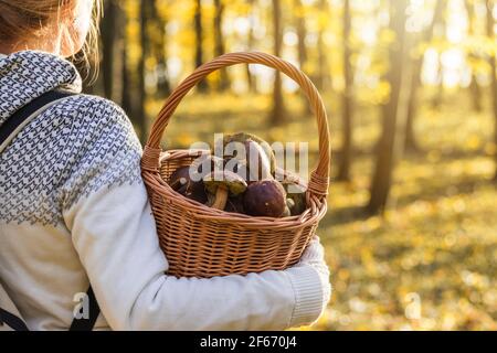 Frau mit Pilzen im Weidenkorb im Herbstwald. Ernte von essbaren Pilzen im Wald. Herbstsaison Stockfoto