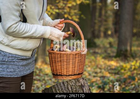 Frau, die im Herbstwald Pilze in den Korbkorb pflückt. Ernte von essbaren Pilzen in der Natur im Herbst. Stockfoto