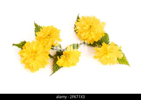 Kerria Japonica Blume isoliert auf weißem Hintergrund Stockfoto