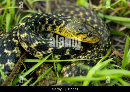 Die Buff gestreifte Kielback oder Amphiesma stolatum Schlange ist ein Arten von nicht giftigen Colubrid Schlange in Asien gefunden und sitzend Im grünen Gras Look Stockfoto