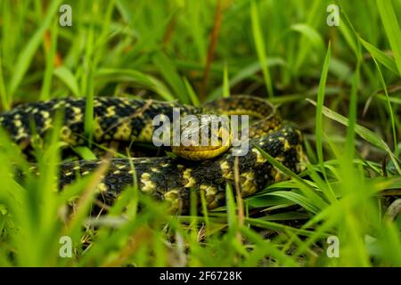 Die Buff gestreifte Kielback oder Amphiesma stolatum Schlange ist ein Arten von nicht giftigen Colubrid Schlange in Asien gefunden und sitzend Abgerundet in der grünen gr Stockfoto